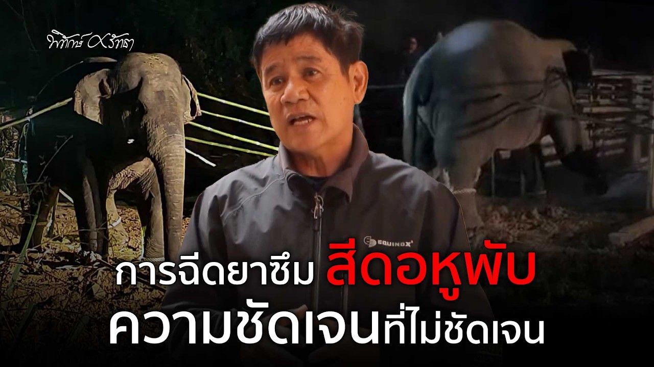 การฉีดยาซึม สีดอหูพับ ความชัดเจนที่ไม่ชัดเจน | เจ็กอี่ ชัยวัฒน์