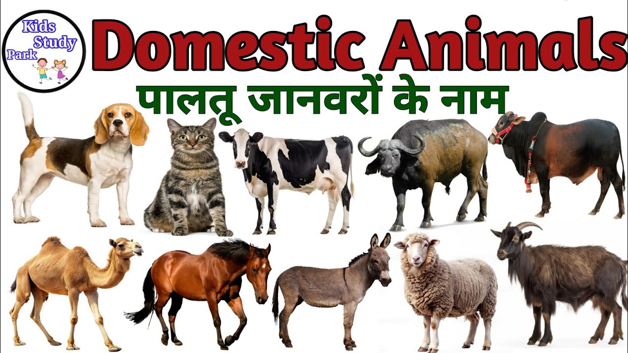 Domestic Animals Name in Hindi & English |पालतू जानवरों के नाम | Pet animals name | Animals name