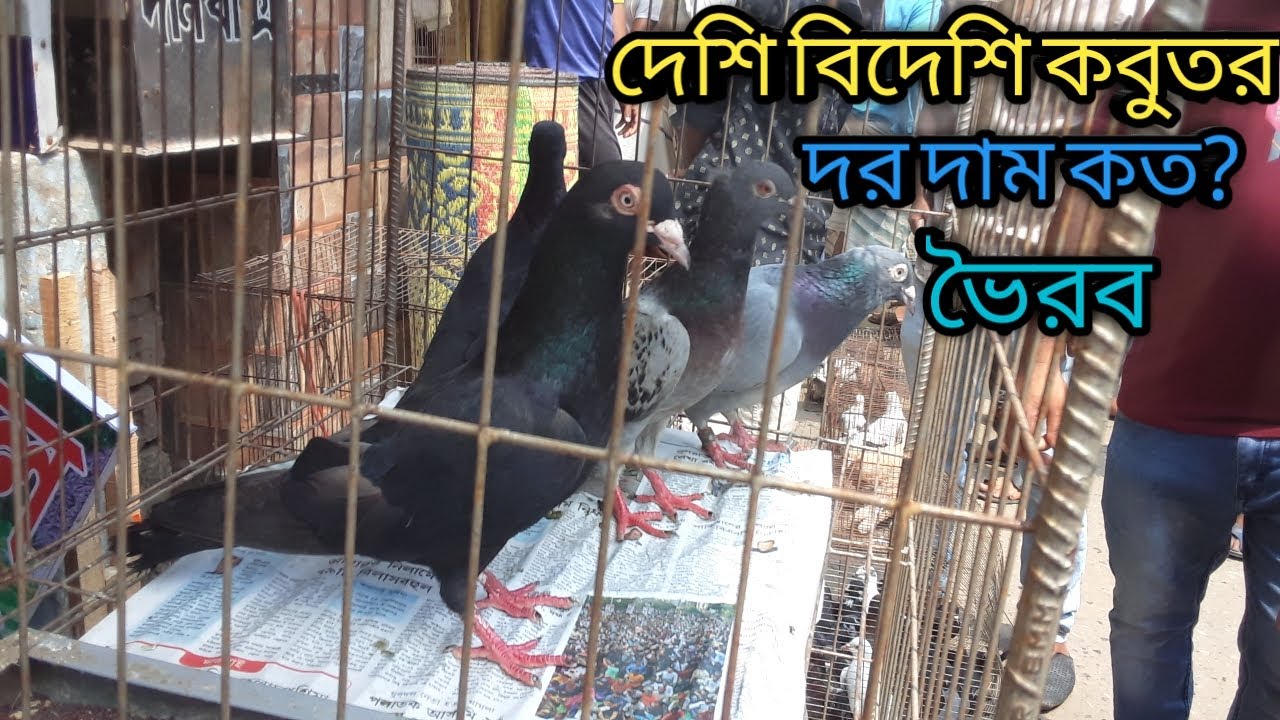 দেশি বিদেশি কবুতর দাম দর জানুন জানুন। ভৈরব কবুতর বাজার। Deshi Bhairab Kobutor Bazar.