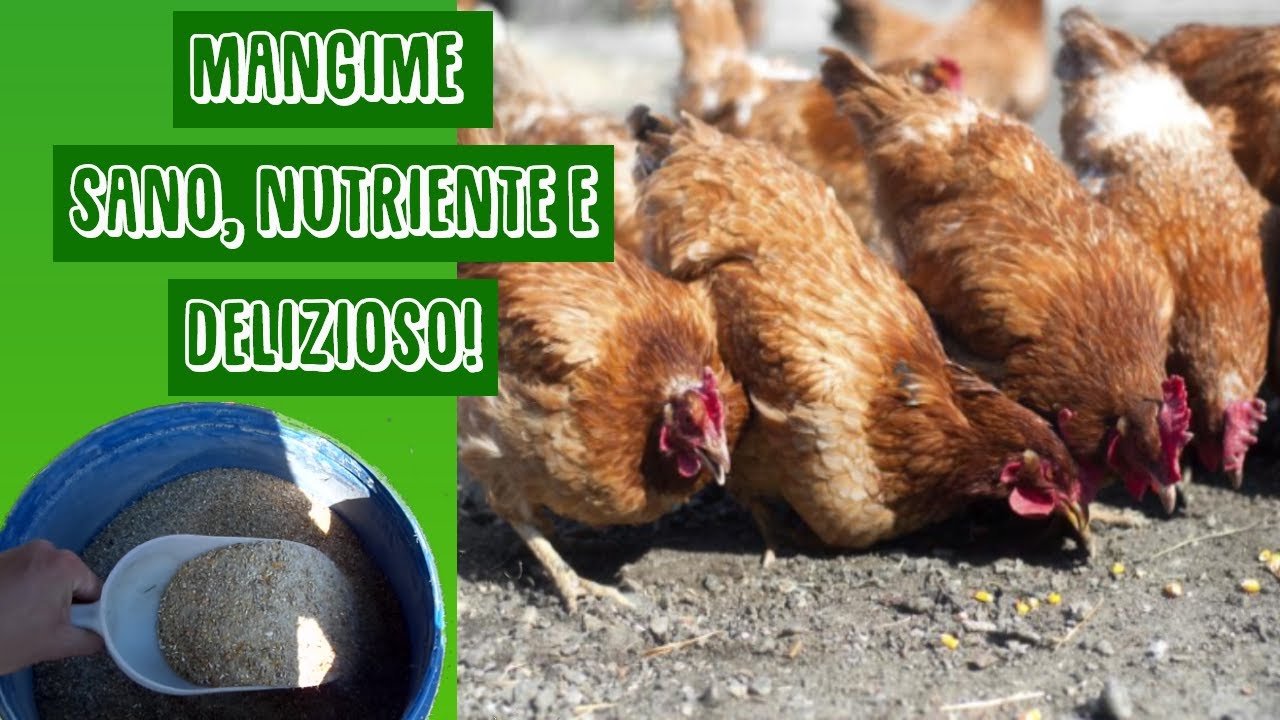 COME PREPARARE DELL’OTTIMO MANGIME PER AVICOLI🐓🦆🦃
