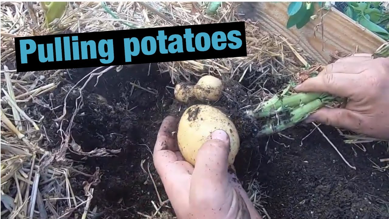 Little Potato Harvest