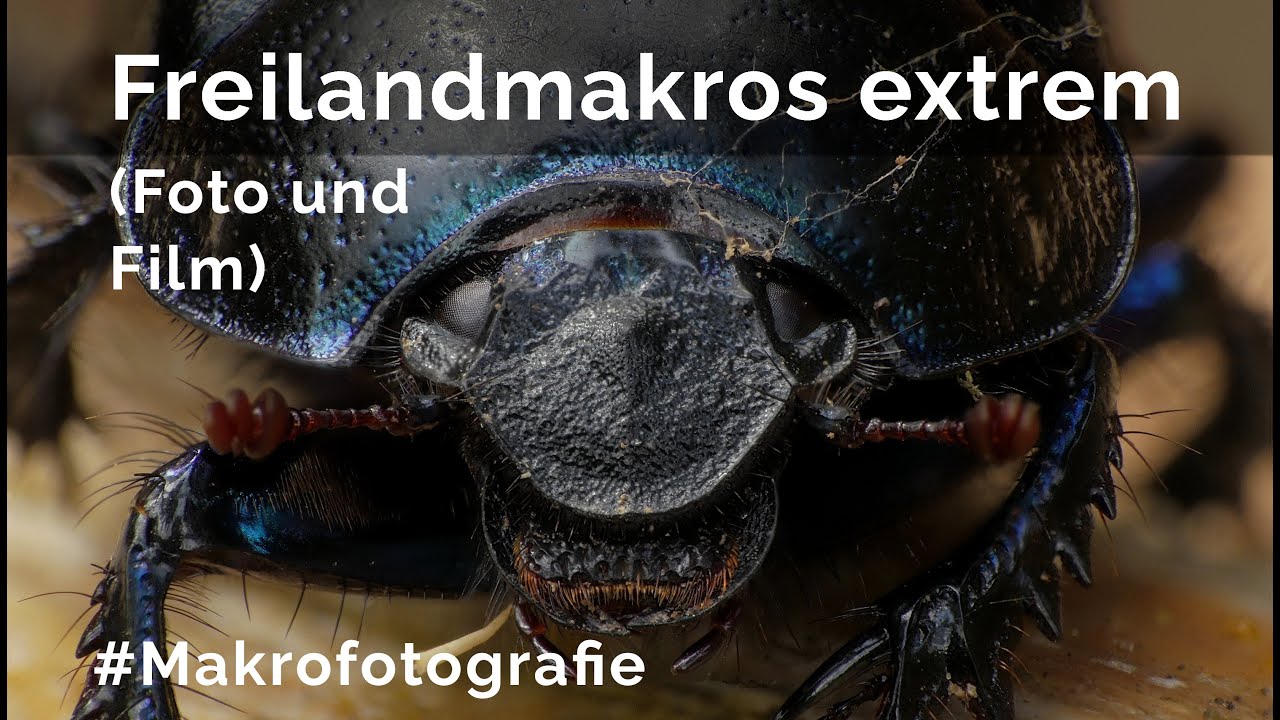 extreme Freilandmakros bei bewölktem Himmel - so geht's (Film und Foto)