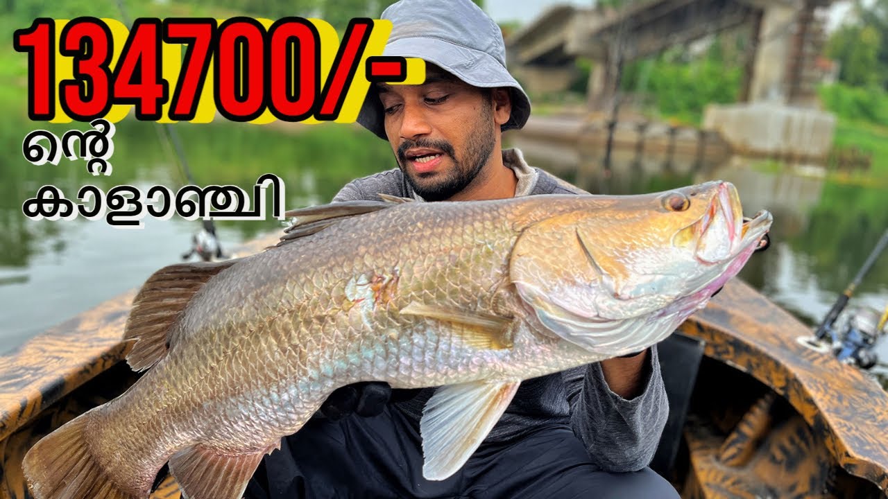 134700 രൂപയുടെ കാളാഞ്ചി | Big Barramundi fishing | kalanji fishing| Shahi Vlogz