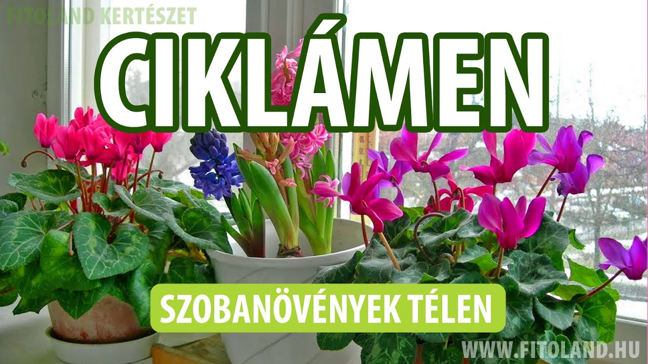 Szoban&ouml;v&eacute;nyek t&eacute;len - a cikl&aacute;men
