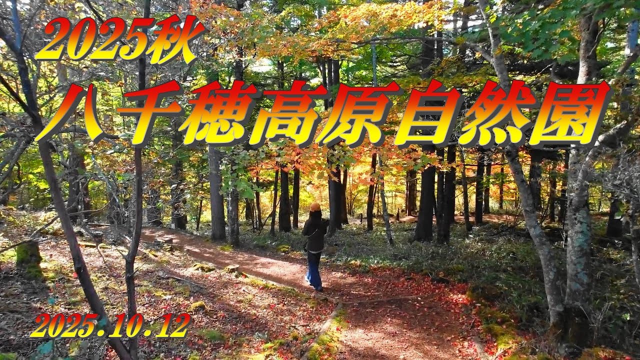 2025秋　【八千穂高原自然園】　紅葉狩り　2025.10.12