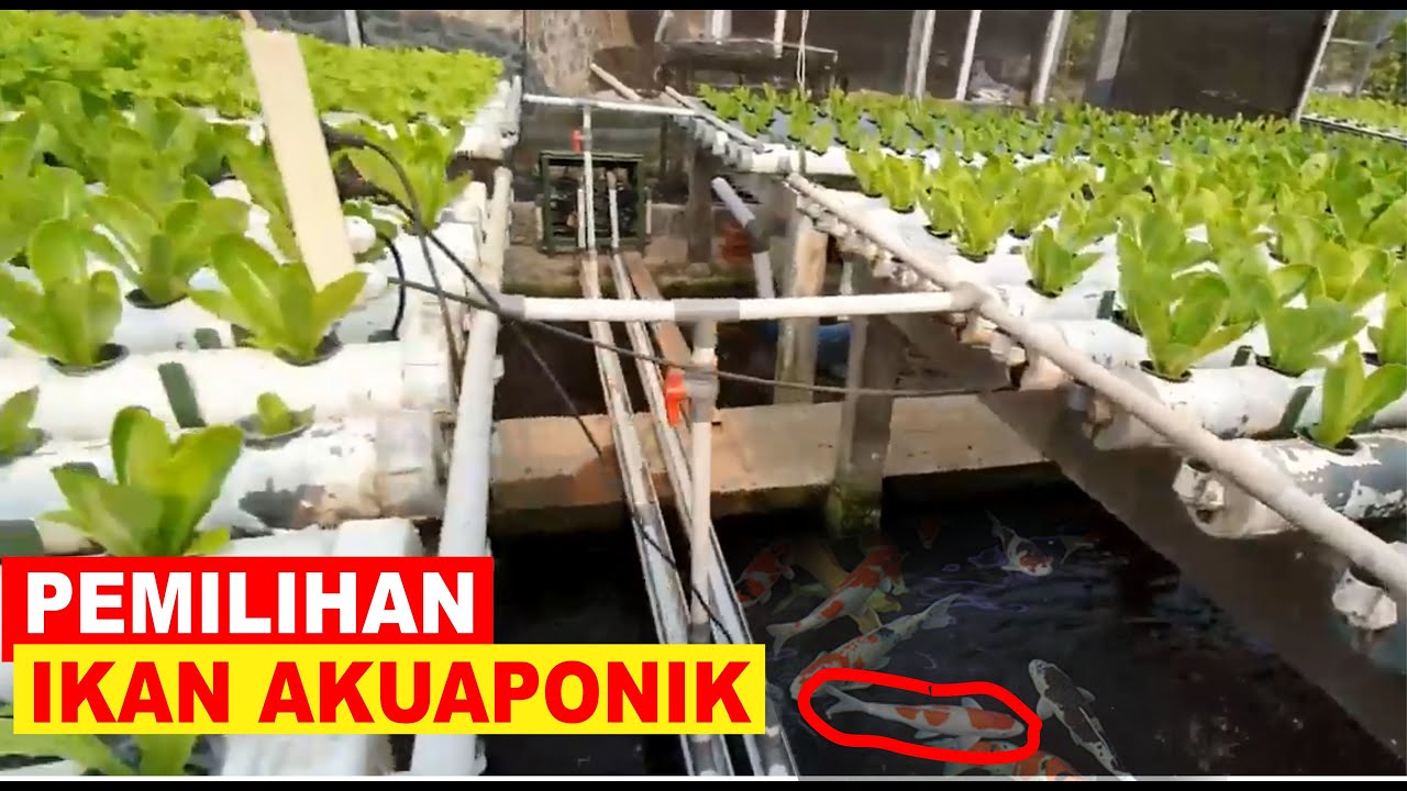 PEMILIHAN IKAN UNTUK AQUAPONIK YANG TEPAT