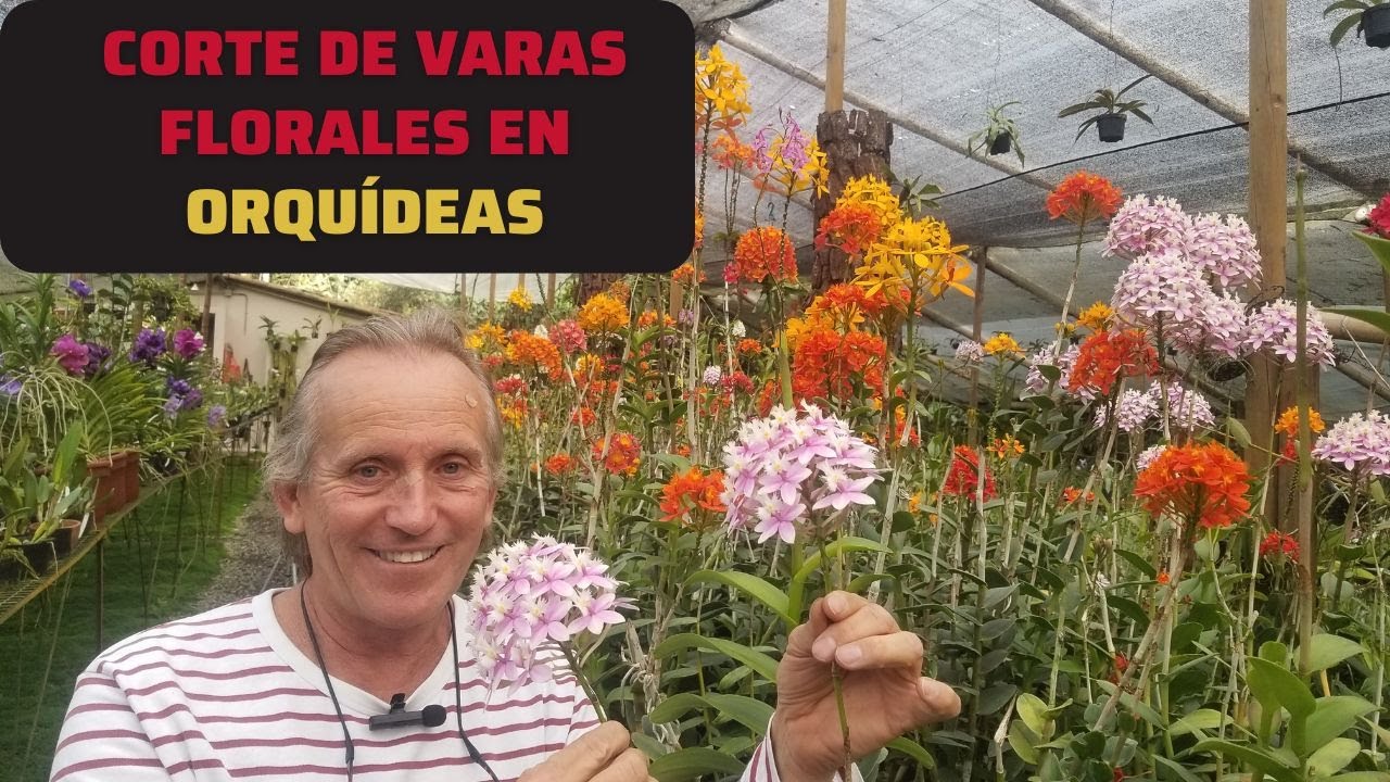 Varas florales en orquídeas: cómo y cuándo cortarlas