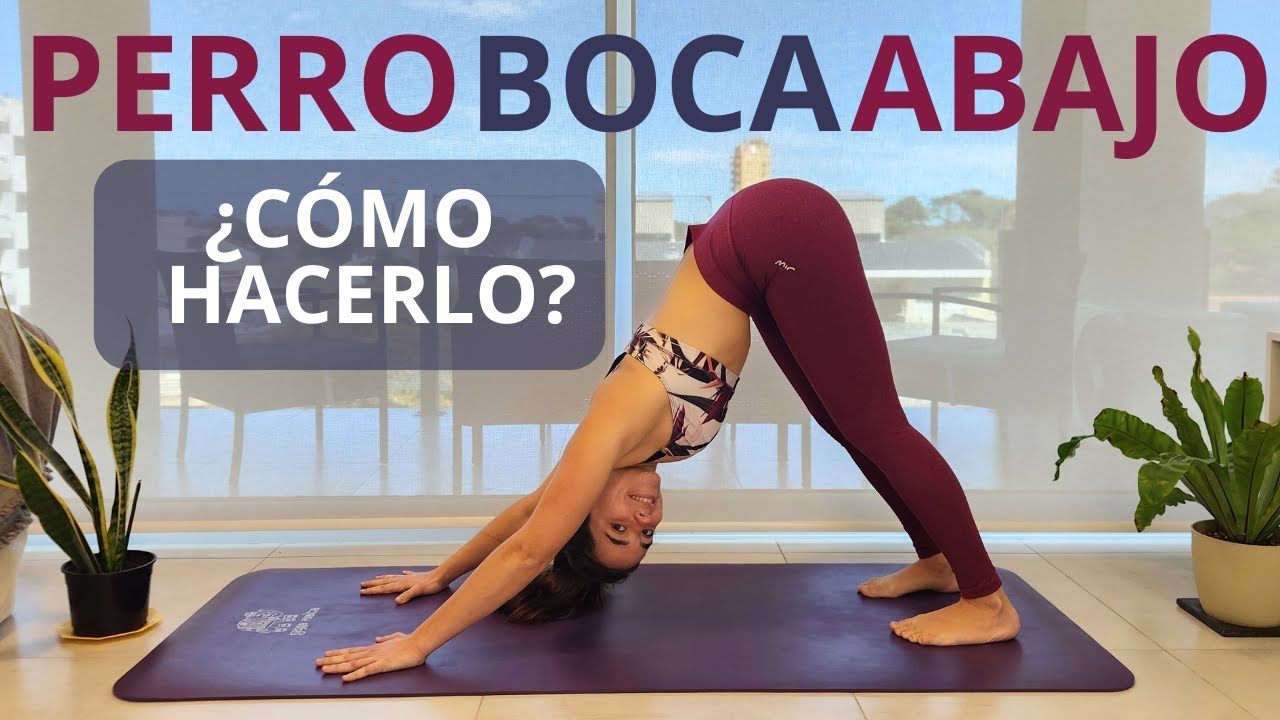 Recomendaciones para el PERRO BOCA ABAJO 8 MINUTOS
