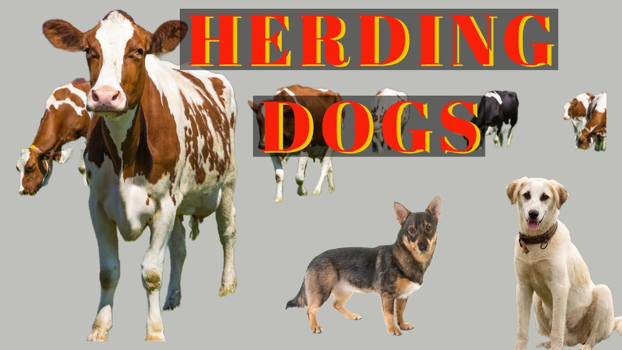 HERDING DOG BREEDS