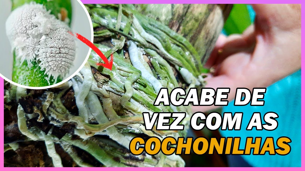 Saiba como Identificar e Acabar de Vez com as Cochonilhas e Pragas das Orquídeas