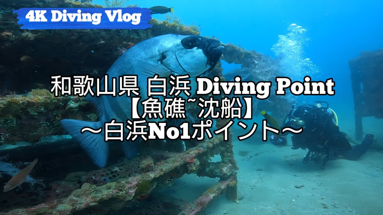 【4KダイビングVLOG】和歌山県 白浜/ポイント名 魚礁から沈船