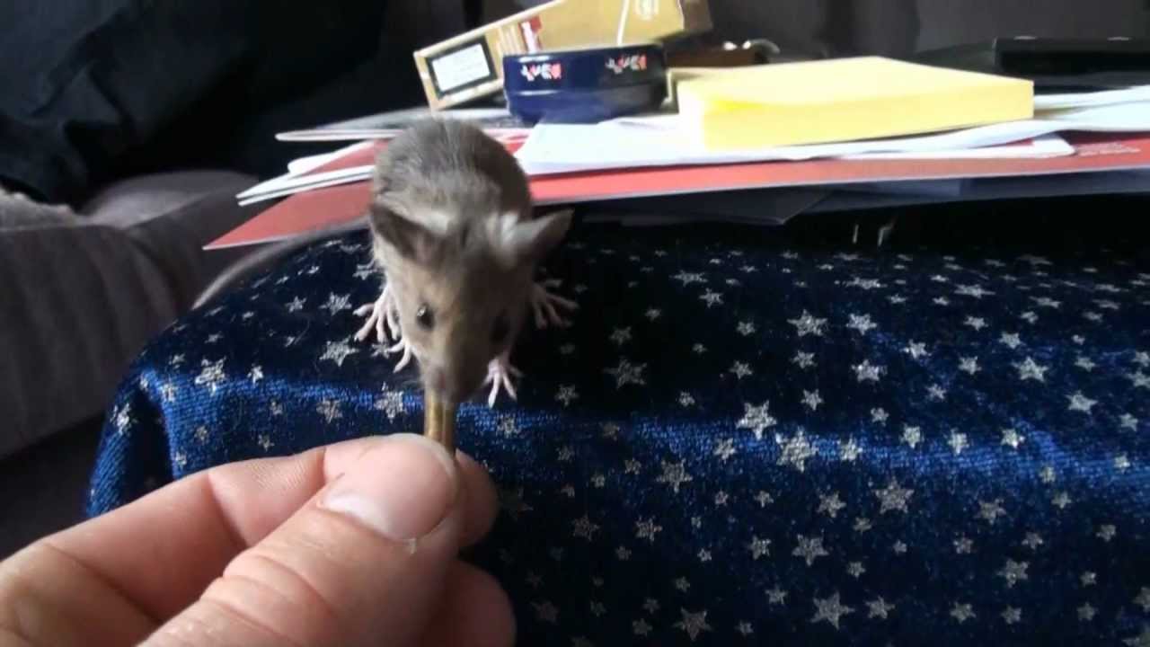 Tame House Mouse