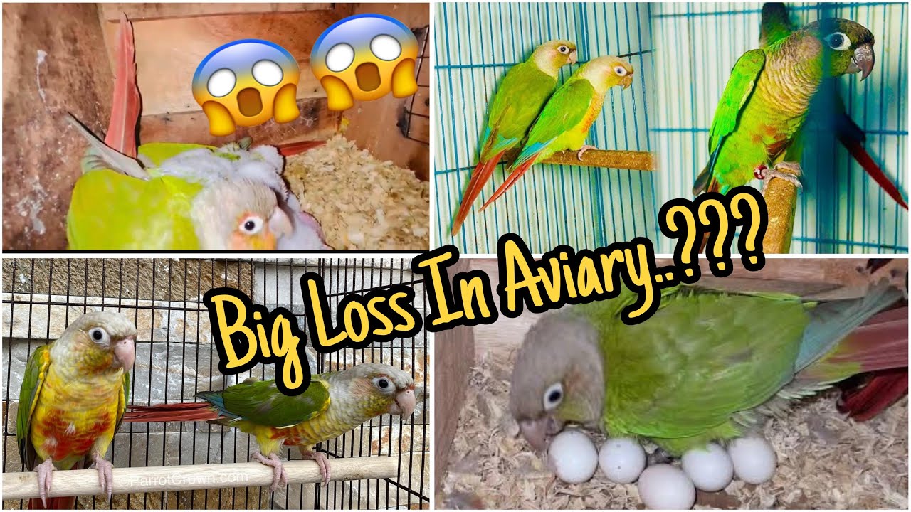 PINE APPLE CANOUR KI FEMALE NA AJ DARA E DIA…😅🤣#birds #parrotbreeding #parrot #parrotcare #foryou 