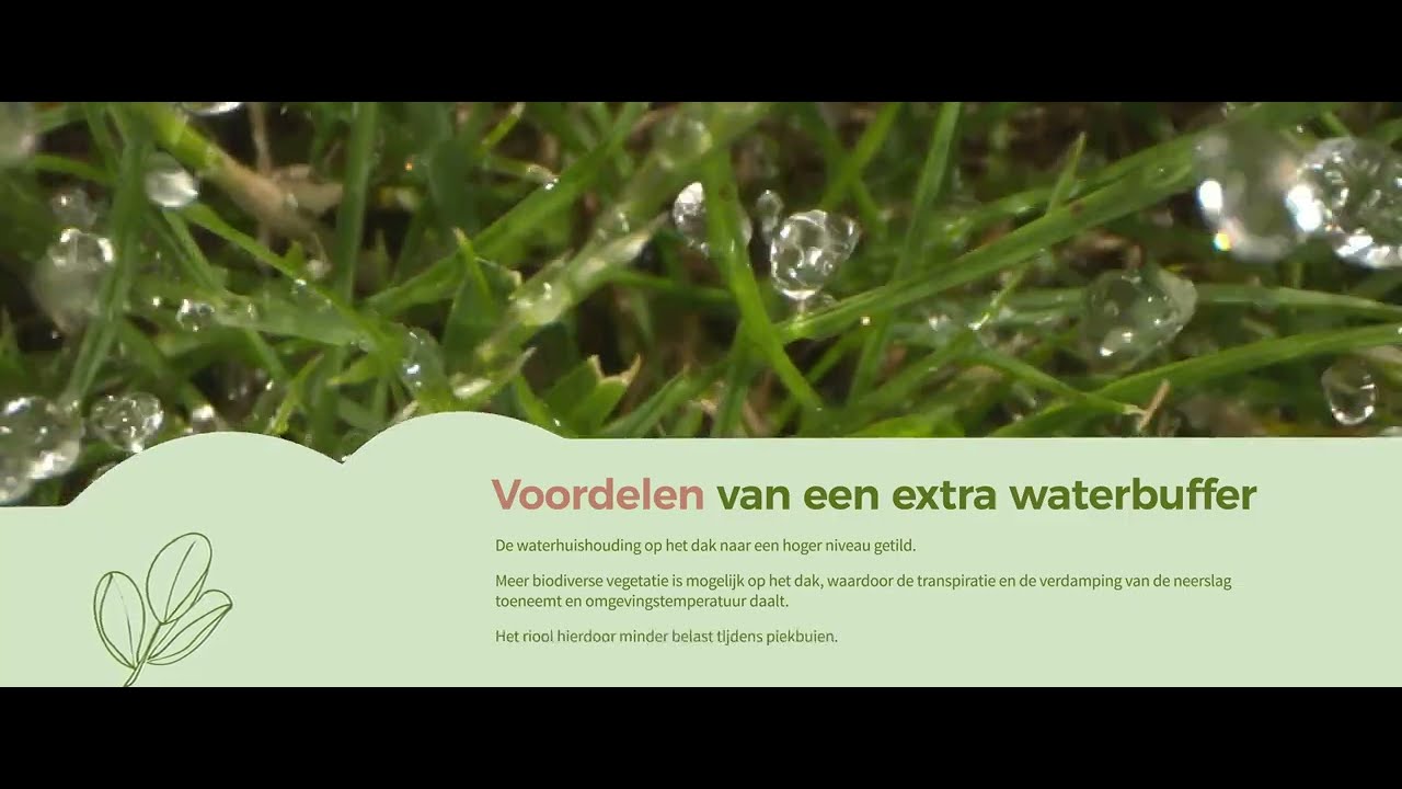 Voordelen van een extra waterbuffer op je groendak met Green Roof Shop