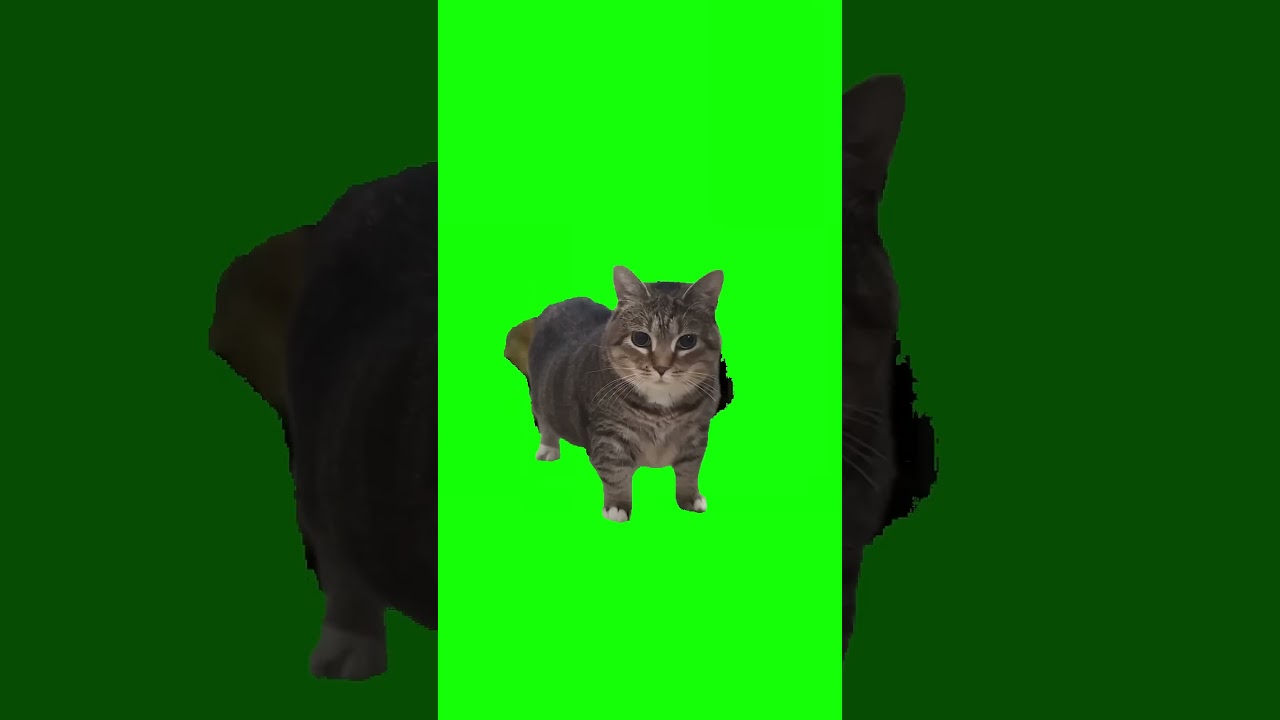 OIIA  OIIA spinning cat ORIGINAL  #cat #cats #catlover #catvideos #catshorts #catsofyoutube