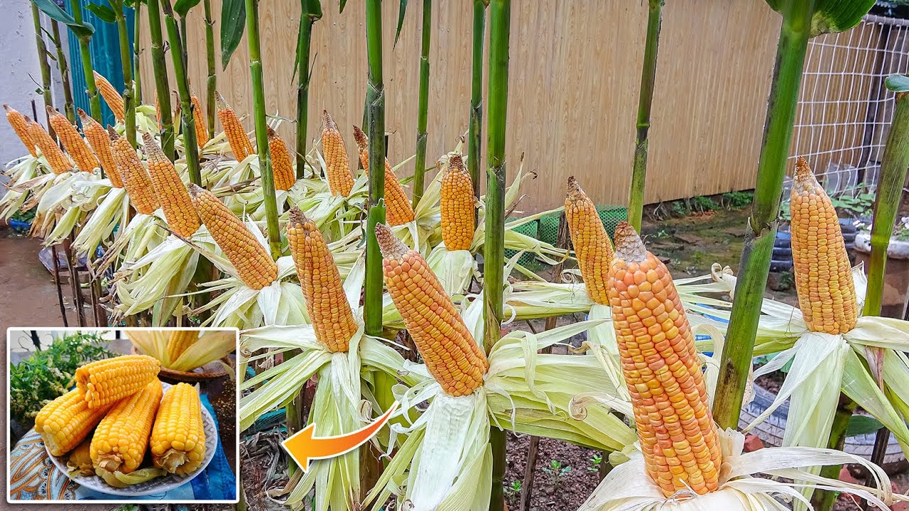 Tips for Growing Yellow Corn in Plastic Containers, From Seeding to Harvest