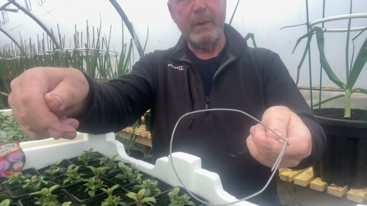Exhibition Onion Tips
