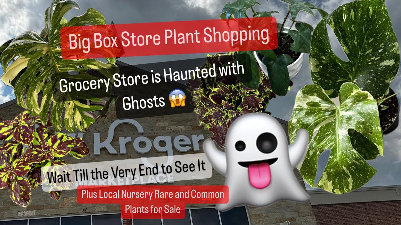 Big Box Store Plant Shopping Kroger Grocery Store New Rare Philodendron Plant Plus Local Nursery