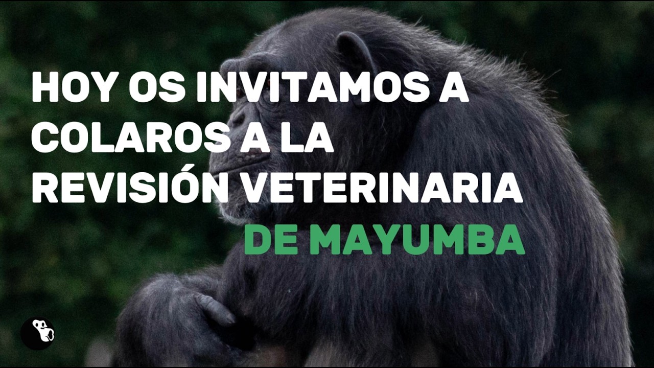 Revisión veterinaria de un chimpancé