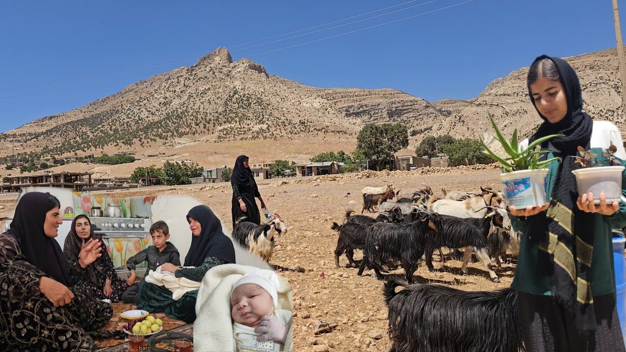 🌸 Nomadic Family Happiness | Goli & Samira Visit Newborn Baby of Qasim 👶🏔️❤️