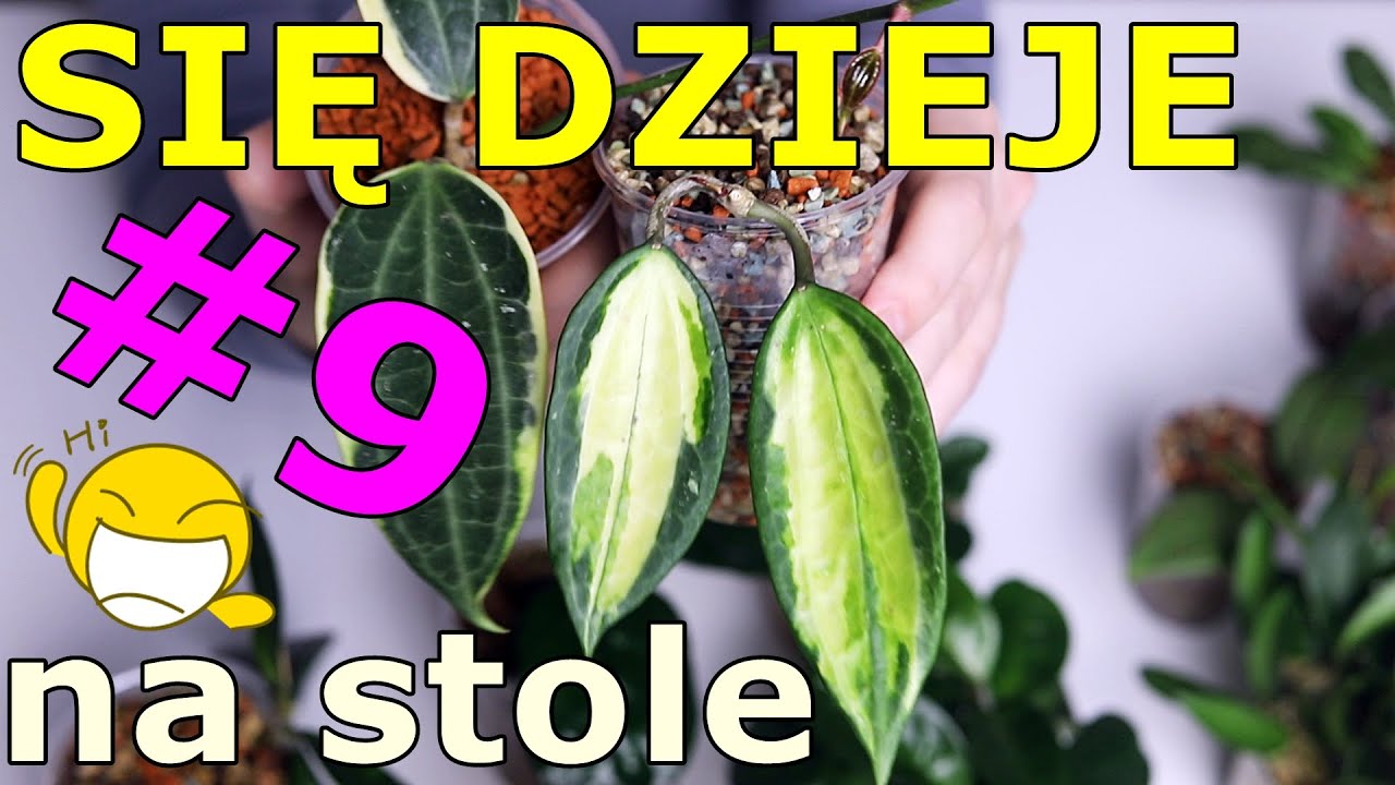 😱 Dużo pięknych HOYI😍 jak ukorzeniły się WSZYSTKIE nowe sadzonki? 💚 #repotwithme 💚 ukorzenianie hoyi