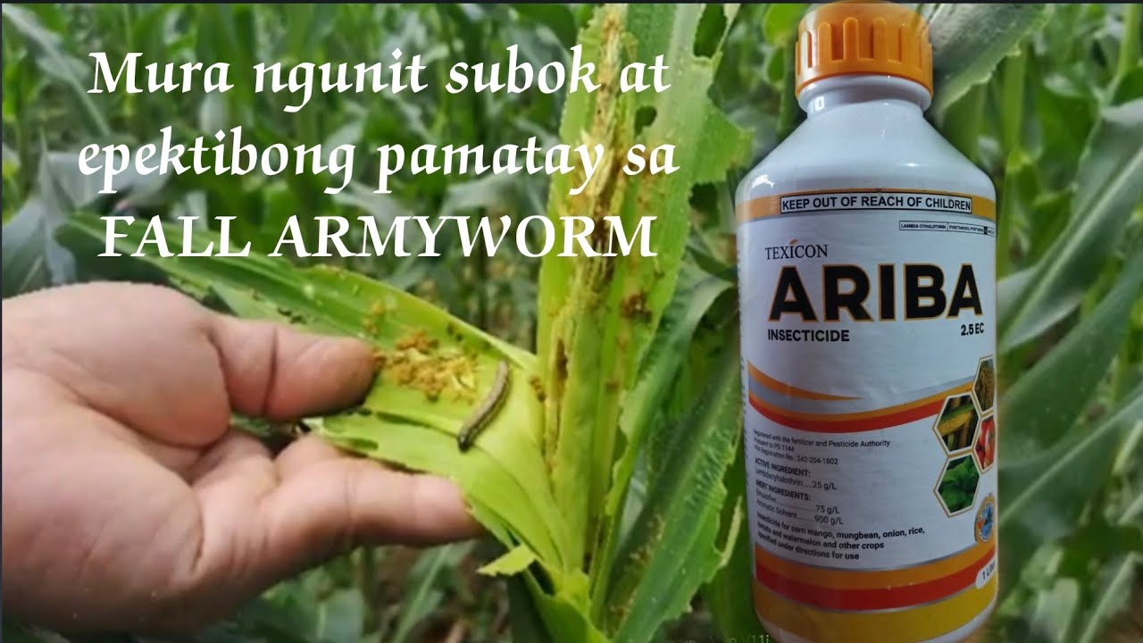 Mura at de kalidad na pamatay sa FALL ARMYWORM