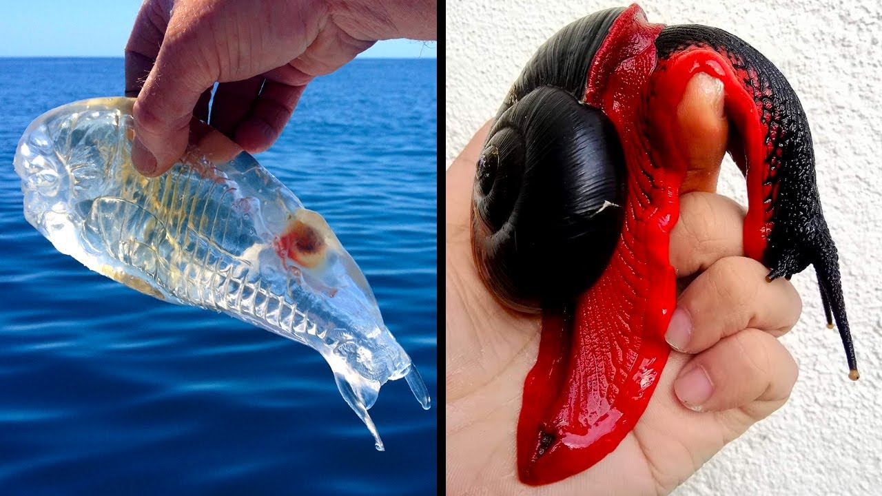 Animais Estranhos Que Parecem De Mentira Mas São Reais