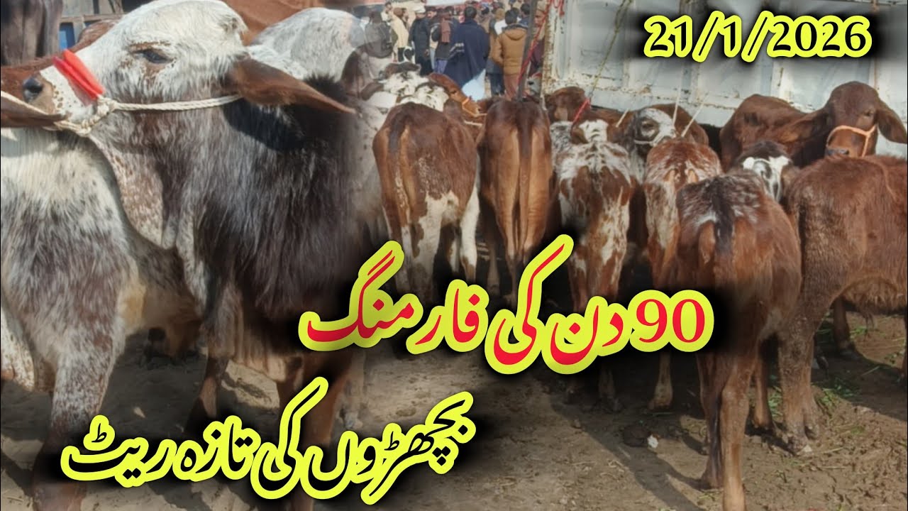 90 Din Ki Farming Ke Liye Bachron Ke Taza Rates 💰 | Calf Farming Profit Plan | Live Mandi Update