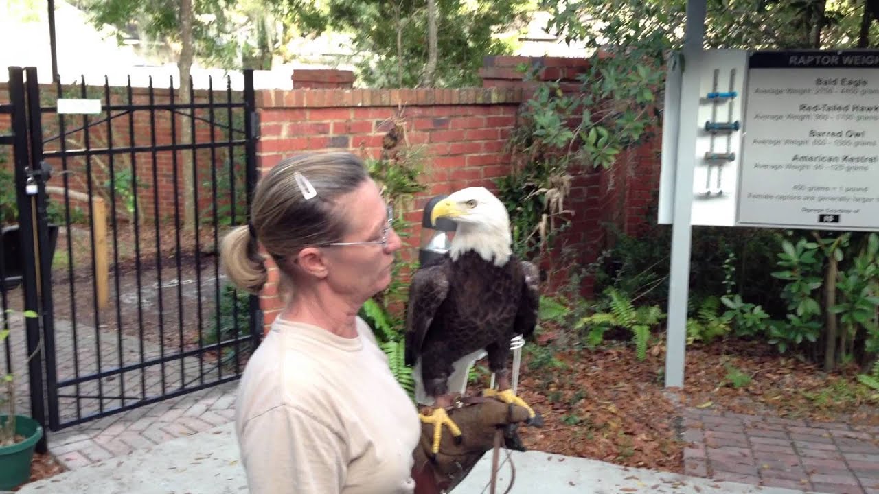 Bald Eagle Up Close - Francis