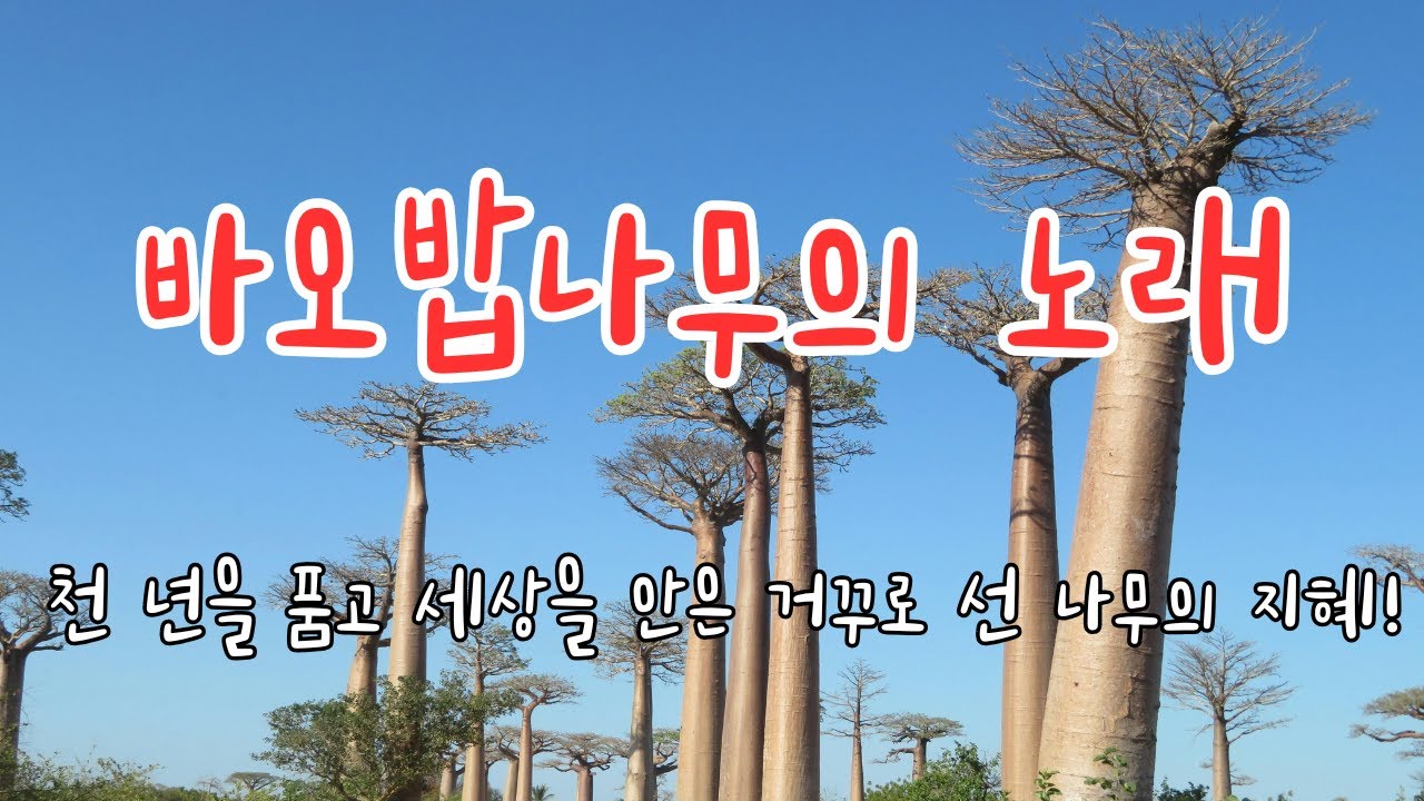 바오밥나무의 노래 / 천 년을 품고 세상을 안은 거꾸로 선 나무의 지혜! 🎶 🌳 사막의 거인, 바오밥나무의 침묵 속 지혜와 숭고한 생명력 Song of the Baobab Tree