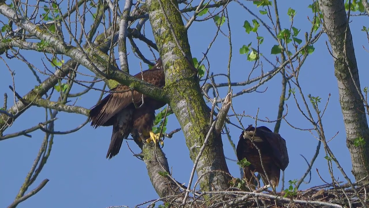 Seeadler 2025  - er bringt ein junges Kaninchen / Hasen