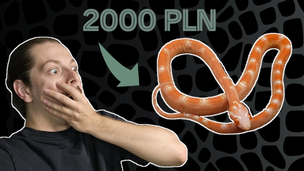 Czekałem na niego 2 lata - Wykluł się wąż wart 2000 PLN !