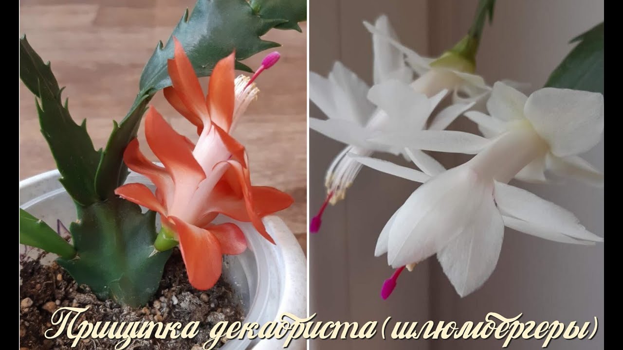 Как я прищипываю свои Декабристы(Шлюмбергеры,Зигокактусы)Schlumbergera,Zygocactus