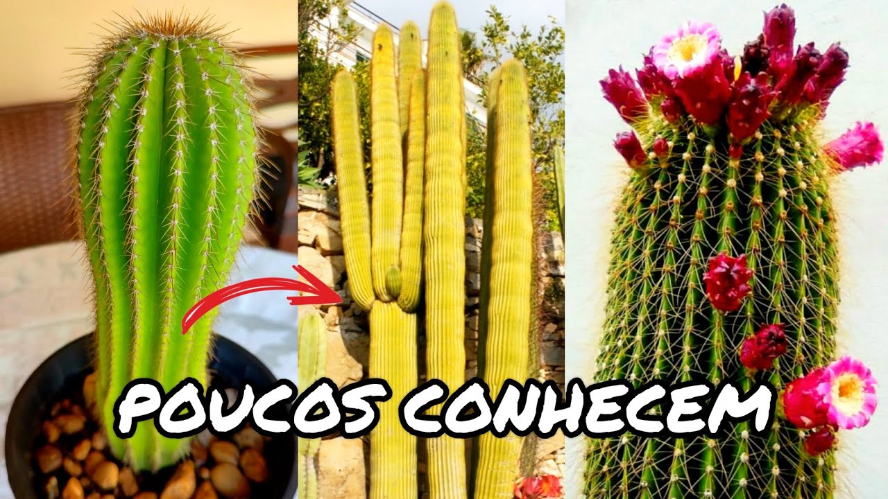 SAGUARO DOURADO | CACTO COLUNAR INCRÍVEL | DICAS E CURIOSIDADES DO NEOBUXBAUMIA POLYLOPHA