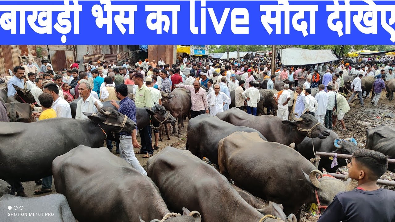 बाखडी भैंस खरीदना चाहते हैं तो मध्य प्रदेश की #देपालपुर पशु मंडी आपके लिए सबसे सही है buffalo video