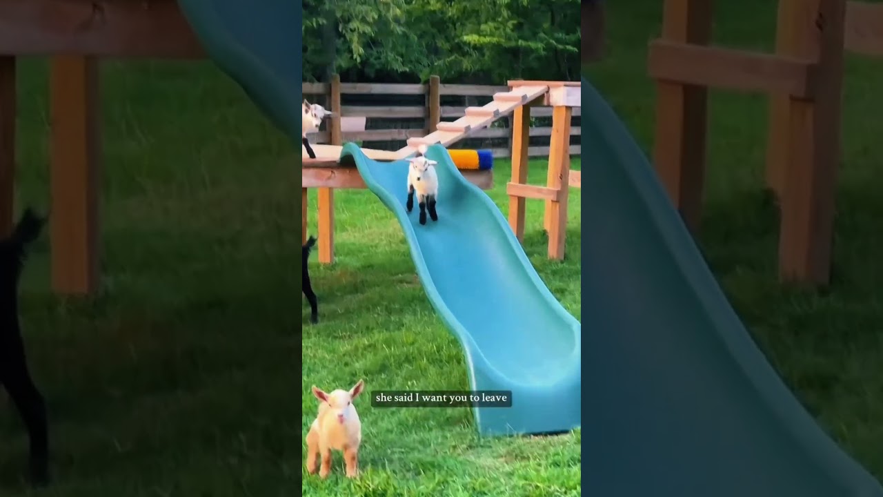 Baby goats slide down slide #farmanimals #babygoats #babygoat #goats #minigoats