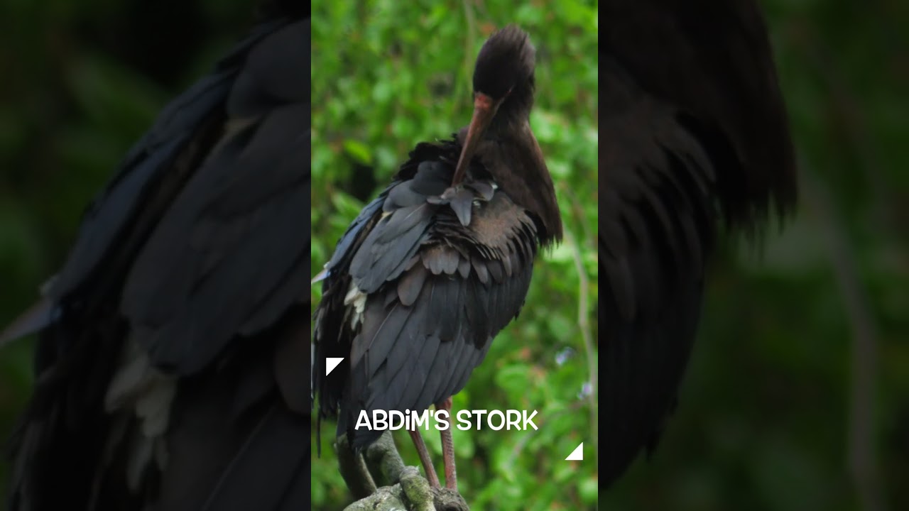 Abdim's Stork