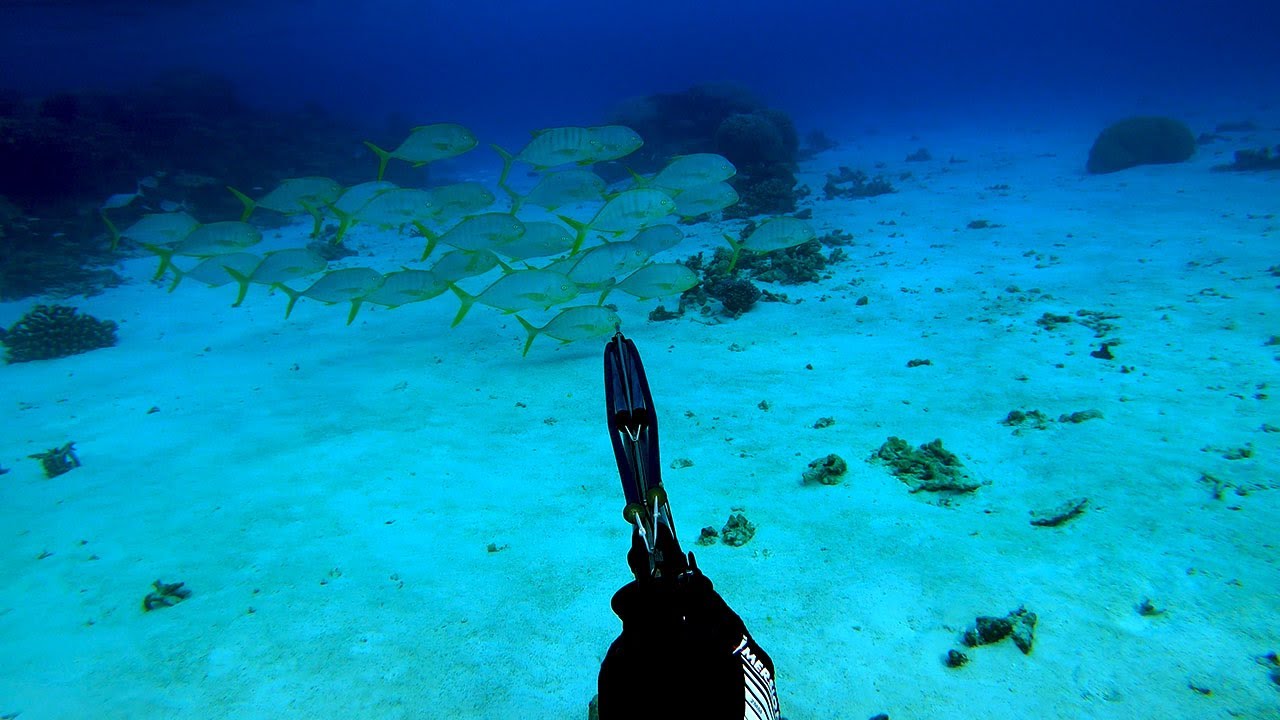 Chasse sous-marine entre collègues : requins, carangues et eaux cristallines de Nouvelle-Calédonie