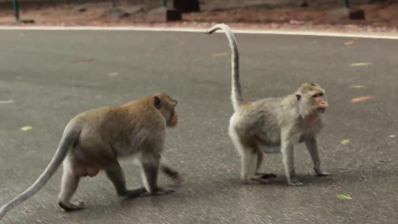 Yamasaki Monkey and Joey Chasing Dog walking On Street  / MA-D.499