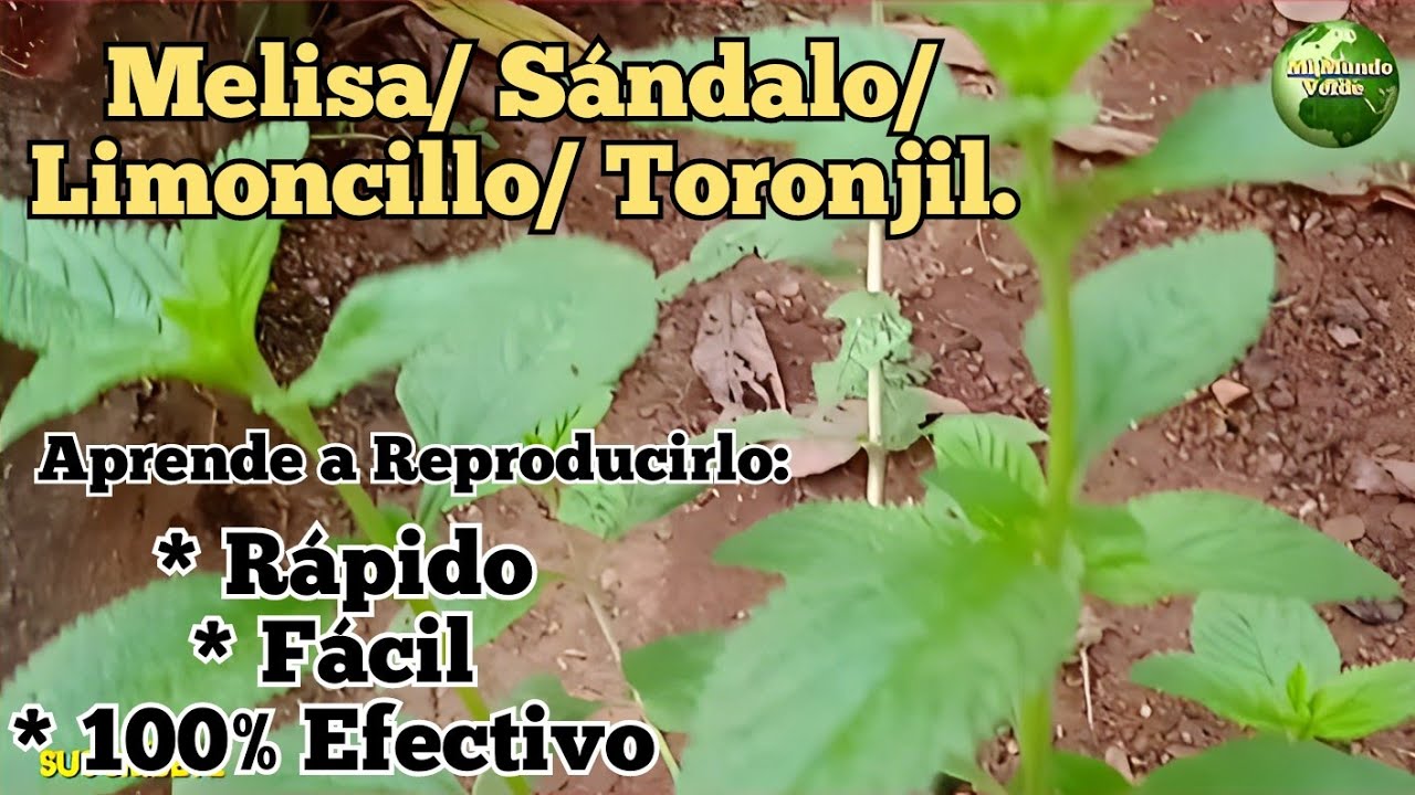 MELISA/ SÁNDALO/ TORONJIL: Reproducción 100% efectiva y fácil!!!