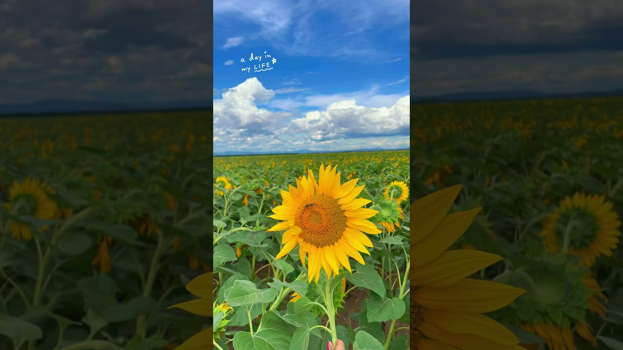 Sunflower fields, Slovakia, Levice region 