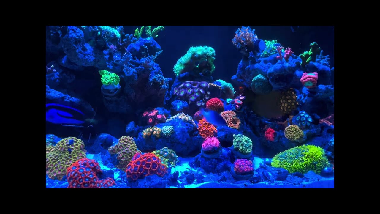 Reef Tank 100. 4K. Color Splash - UV/Blue light demo - Featuring Extreme colors and fluorescence.