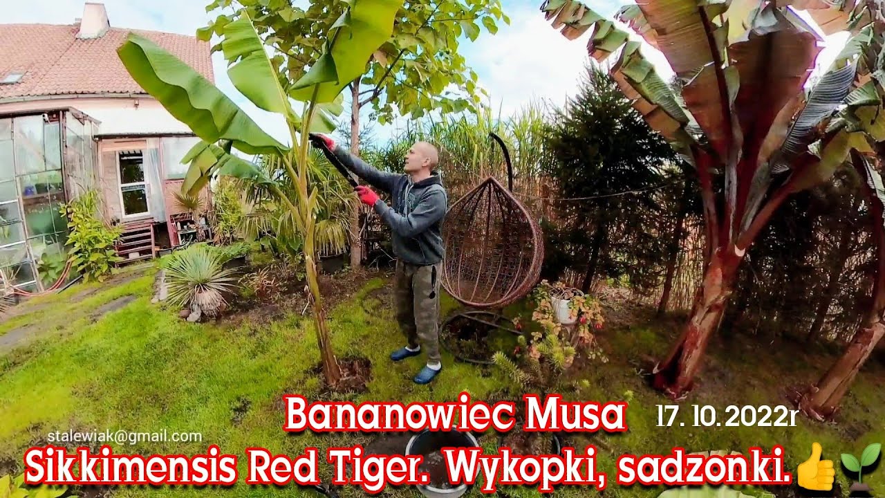 Bananowiec Musa Sikkimensis Red Tiger. Wykopywanie, oddzielanie odrostów, porady ogrodnicze za free