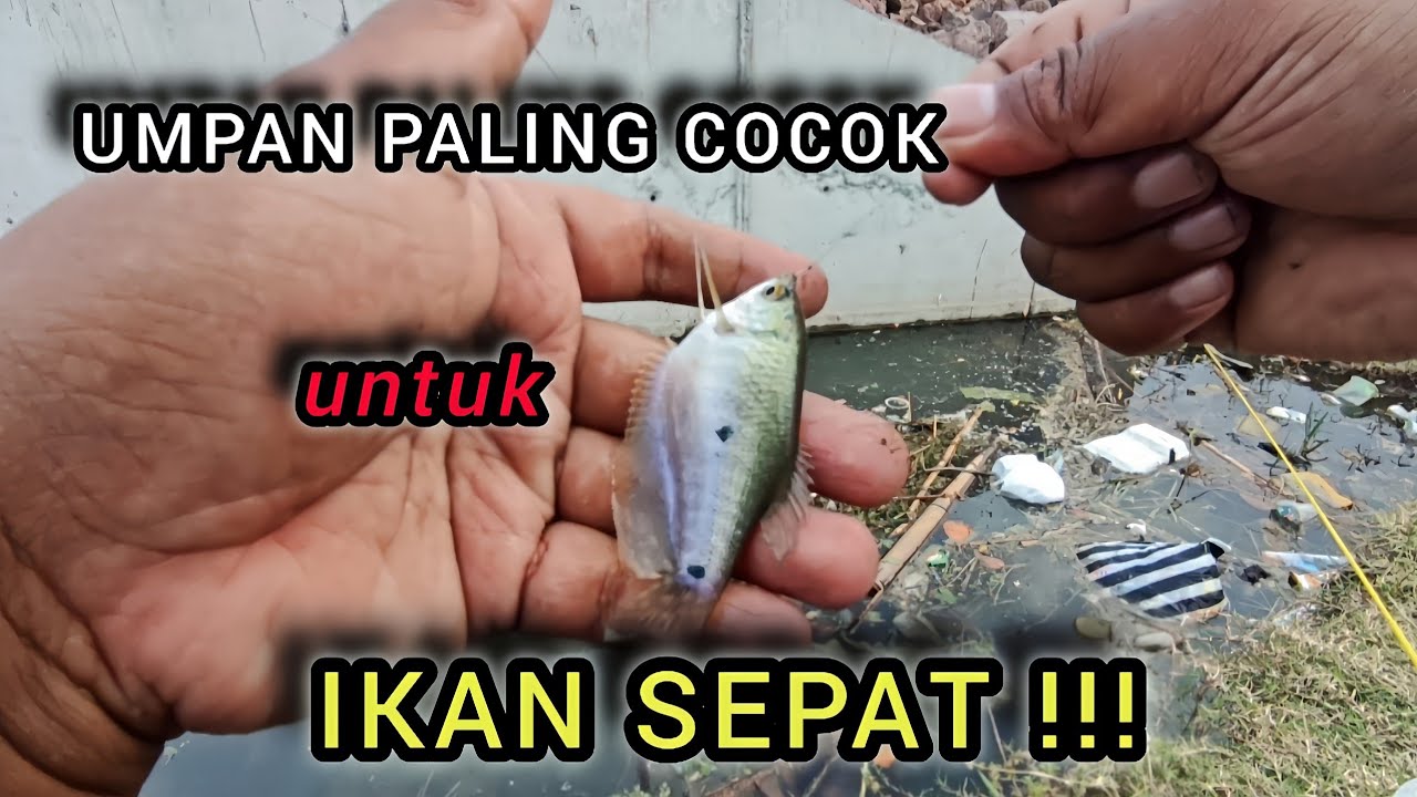 Cuma Pakai Umpan Ini, Ikan Sepat Langsung Nyamber !!! #fishing #microfishing #mancingsepat 