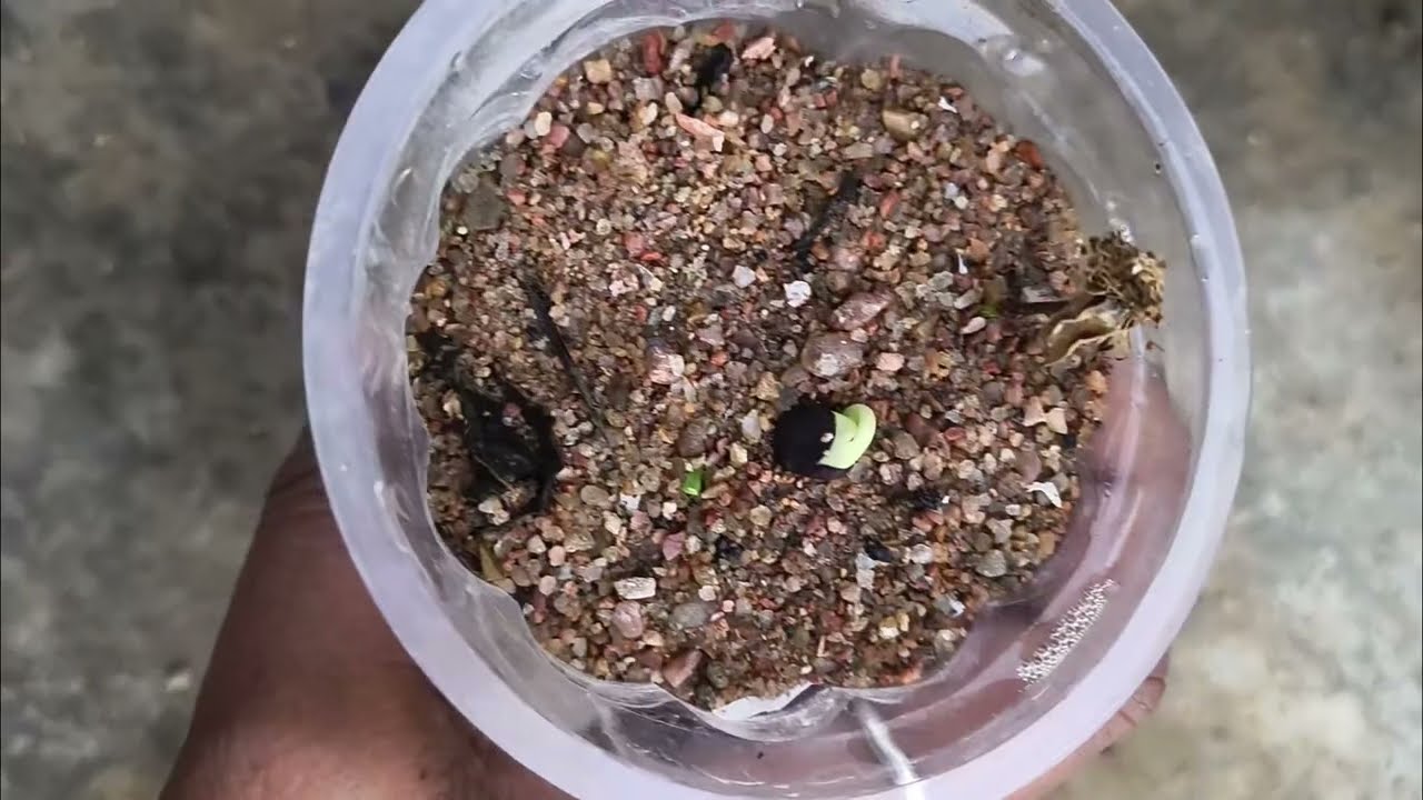 Meraminigarden 🪏#aparajita ke seeds ka gro karne ka video #natures#gardeningtips 📈#MonsoonGardening🪴