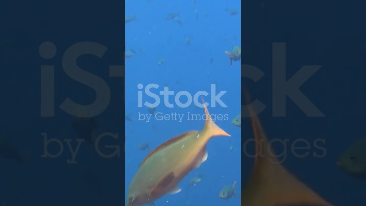 Journey of a thousand fins #youtubeshorts #oceanography #subscribe