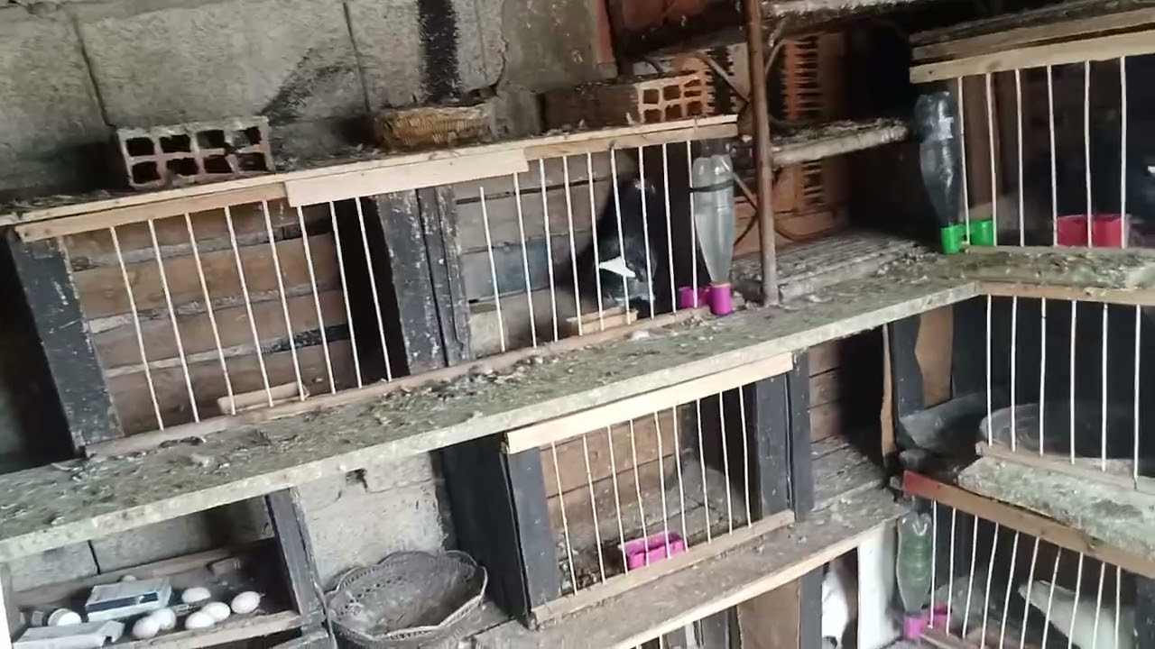  توليعه خاصه غير مع شنيبرا سيفيانوس لاذرون 🔥🌶️#pigeon 