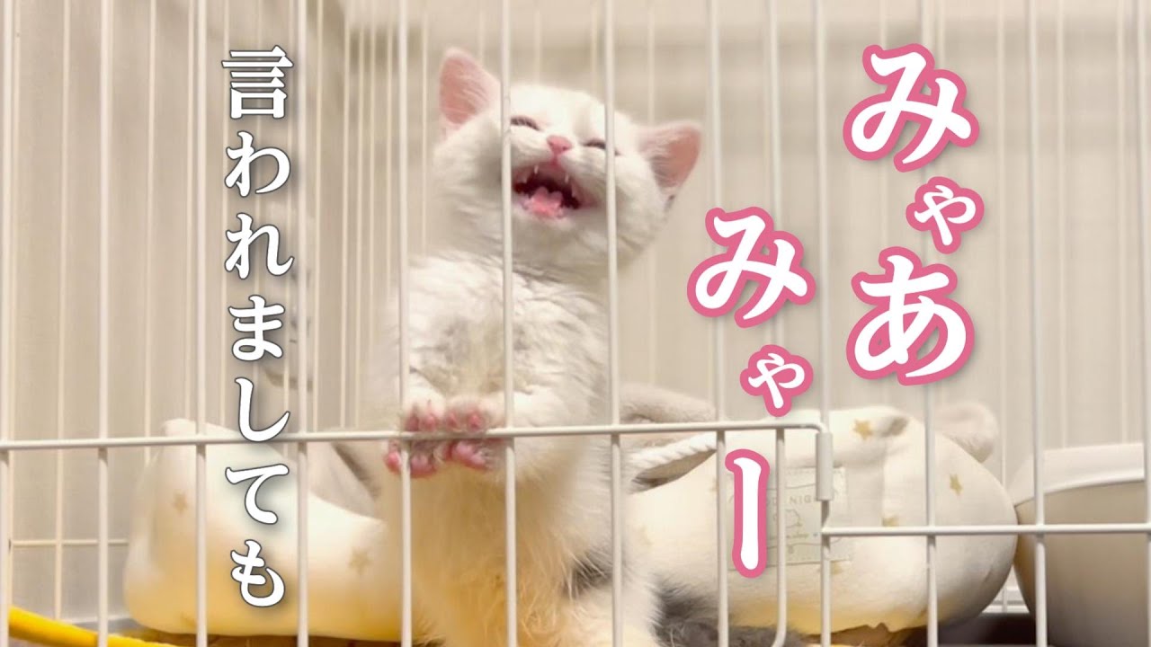 夜に出たいと鳴く子猫をあやしてみましてん。