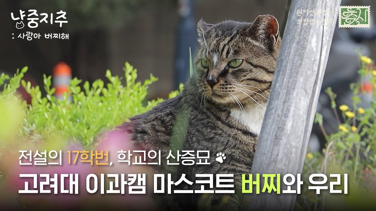 [2025 KUBS 석탑방송잔치] 냥중지추; 사랑아 버찌해 | 나 고대 고양이 버찐데, 이 영상 나 맞다.