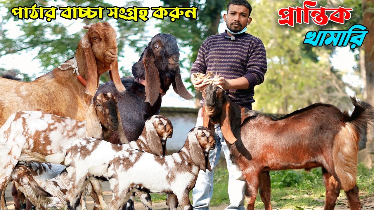 প্রান্তিক খামারির খামার থেকে মা-বাচ্চা সেট ও পাঠা সংগ্রহ করুন সর্বনিম্ন দামে।